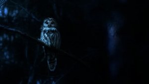 Nightmares of Nature