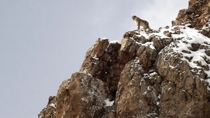El leopardo de las nieves