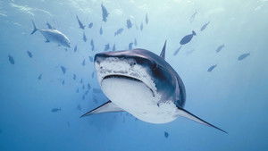 Investigation Shark Attack