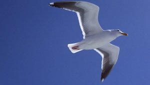 Juan Salvador Gaviota