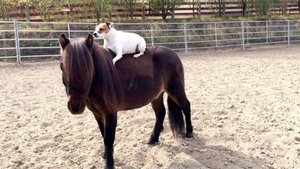 Las Aventuras de Dally y Spanky