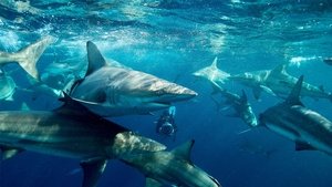 La vida secreta de los tiburones