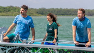 El ingenio del tiburón toro