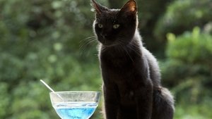 ねこあつめの家