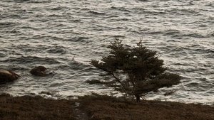 The Brym