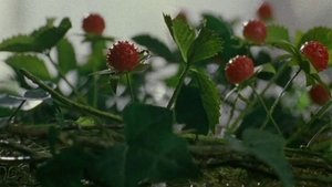 Wild Berries