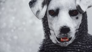 Good Boy
