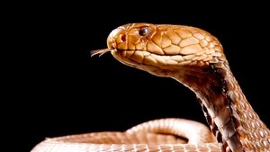Cobra Mafia