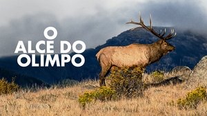 The Olympic Elk