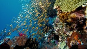 IMAX - Under the Sea 3D