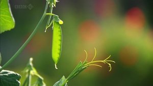 Charles Darwin y el árbol de la vida