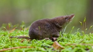 Animales súper pequeños