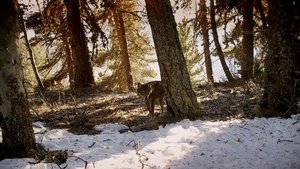 Wolf Walk