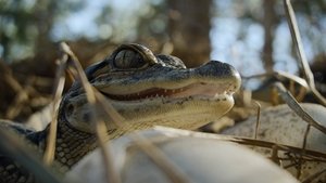 Nightmares of Nature