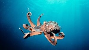 Deep Sea