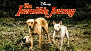 El viaje increible