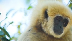 Thailand's Wild Side