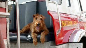 Perro al rescate