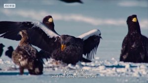 Animal Impossible