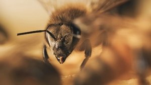 Diary of a Bee