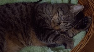 Tomcat