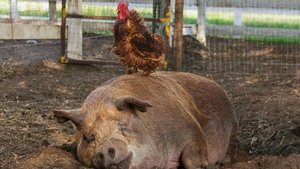 Mi gran pequeña granja