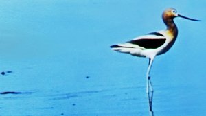 Water Birds