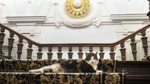 Kitty Love: An Homage to Cats