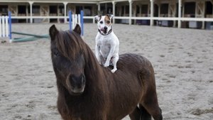 Las Aventuras de Dally y Spanky