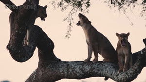 Katavi Africa's Fallen Paradise