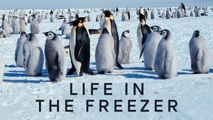 Life in the Freezer