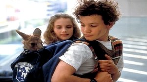 Joey, un canguro en la ciudad