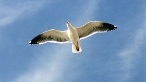 Juan Salvador Gaviota