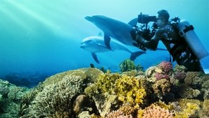 Nadando con delfines