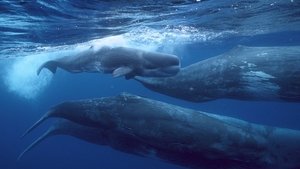 Gigantes de las profundidades