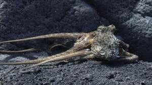 Erlebnis Erde: Geheimnisvolles Mittelmeer - Von Pottwalen und Wüstenfüchsen