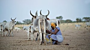 El sistema de la leche