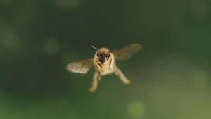 Diary of a Bee