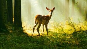 Bambi, una vida en el bosque