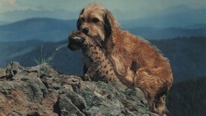 Benji the Hunted