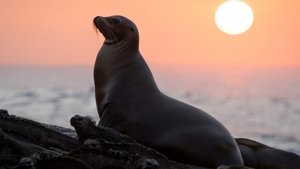 Los leones marinos de las Galápagos