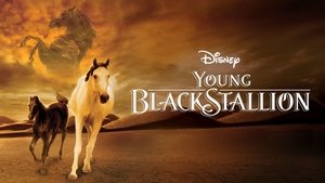 Young Black Stallion