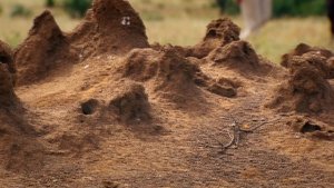 Termites: The Inner Sanctum