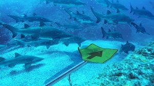 Super Shark Highway