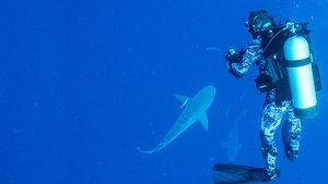 El tiburón toro mas grande del mundo