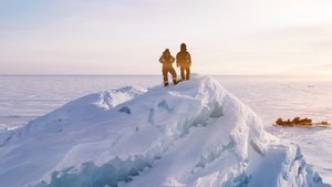 Osa polar: Cómo se hizo