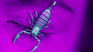Ultraviolet