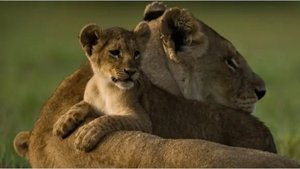 The Last Lions