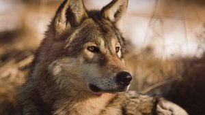 The Sanctuary：Survival Stories of the Alps