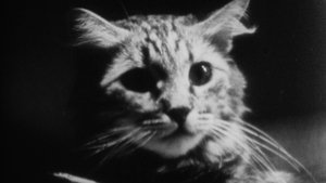 The Private Life of a Cat